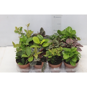 PEPEROMIA VARIADO P09