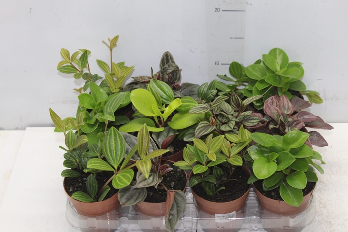 PEPEROMIA VARIADO P09