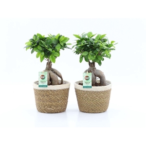 Ficus Mi Ginseng Mand Noah