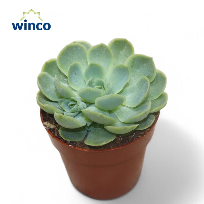 <h4>Echeveria Zonnestraal</h4>