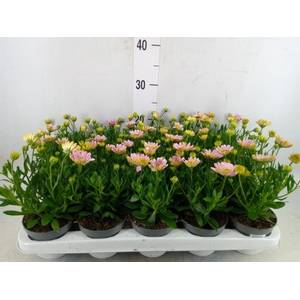 Osteospermum  '3D Pink'