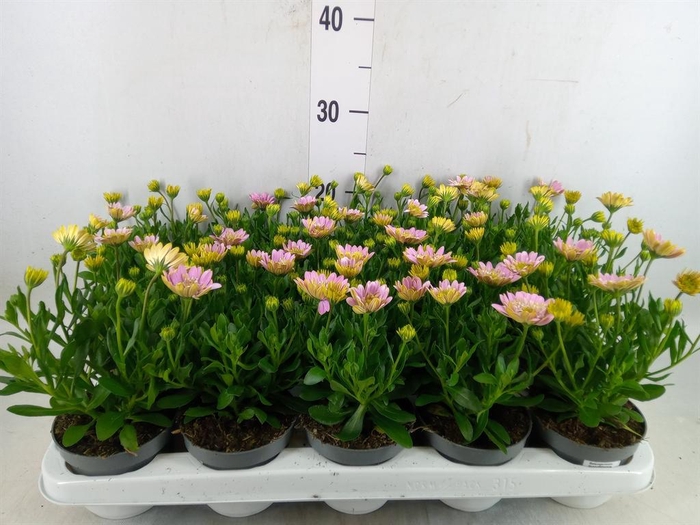 <h4>Osteospermum  '3D Pink'</h4>