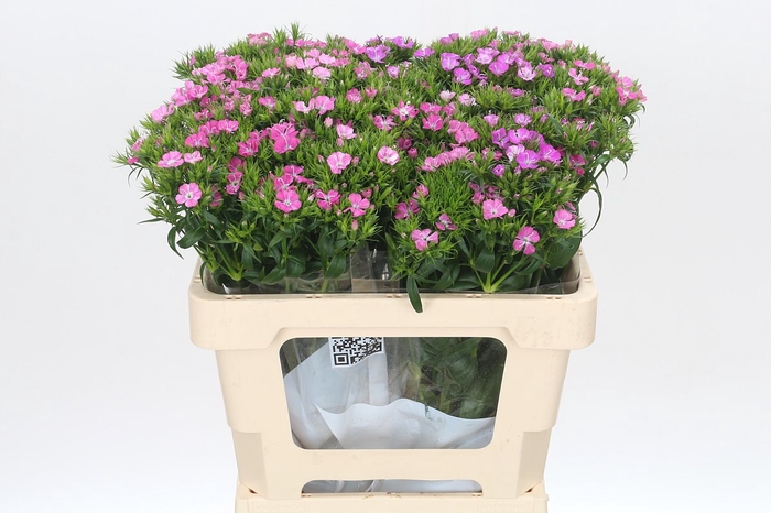 <h4>Dianthus Br Amazon Rose Magic</h4>