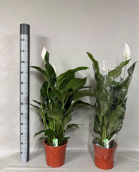 <h4>SPATH SWEET LAURETTA</h4>