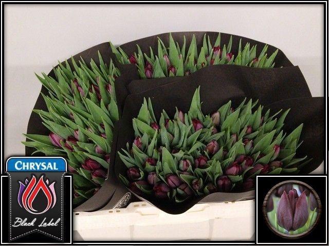 <h4>TU EN RONALDO</h4>