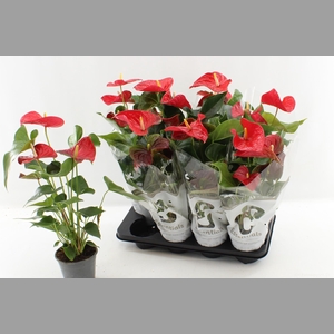 ANTHU AN SUCCESS RED