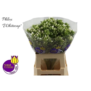 PHLOX WHITECAP