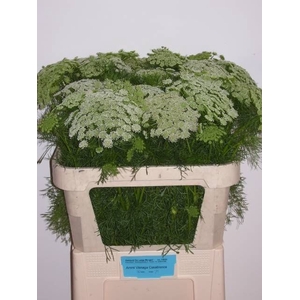 Ammi Visnaga Casablanca