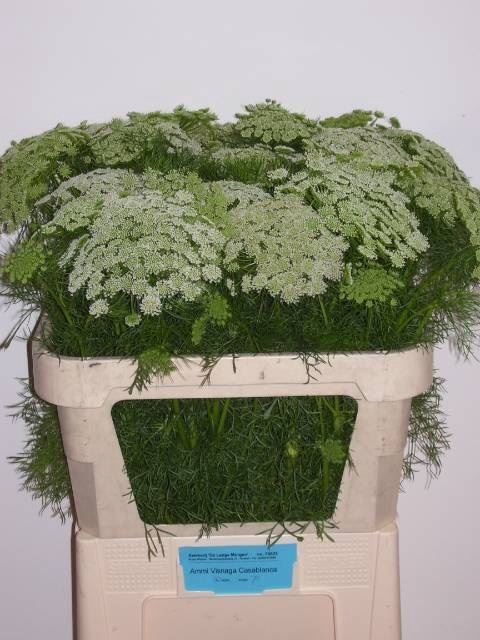 <h4>Ammi Visnaga Casablanca</h4>