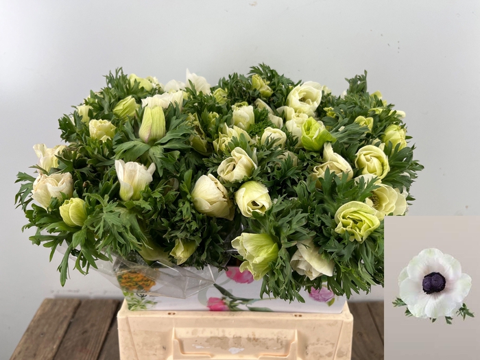 <h4>ANEM CO MAR PANDA</h4>