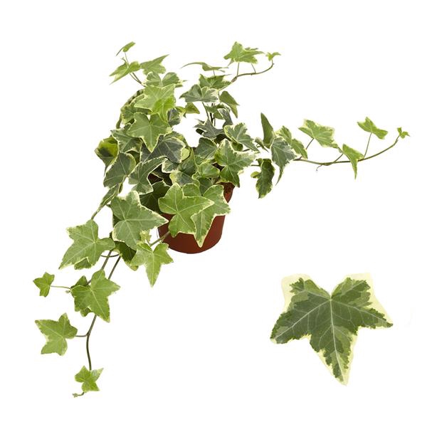 <h4>Geelbont 8,5cm</h4>