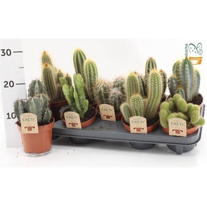 Cactus mix 12Ø 15cm