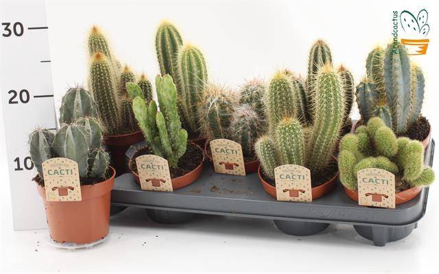 Cactus mix 12Ø 15cm