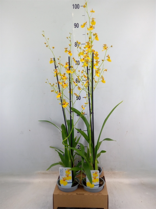 <h4>Oncidium   ...</h4>