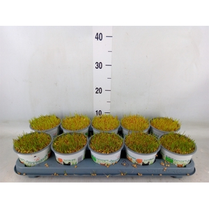 Hordeum sp.   ...kattegras zaai