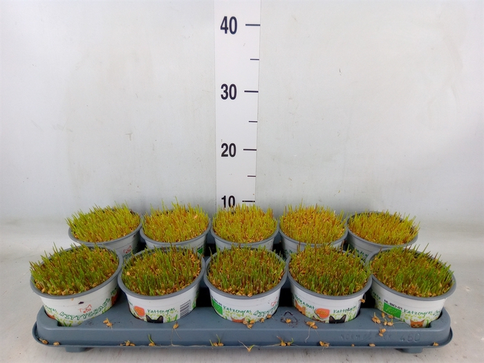 <h4>Hordeum sp.   ...kattegras zaai</h4>