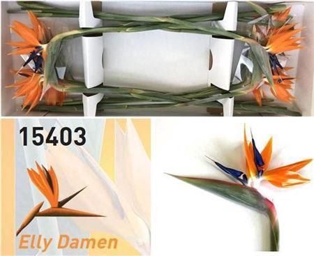 <h4>Strel Reginae Bloem</h4>