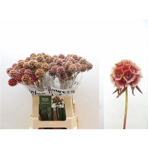 Scabiosa St Klb Red