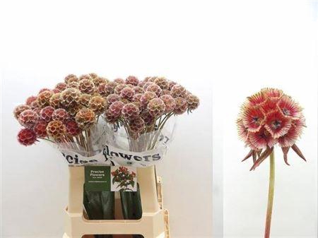 <h4>Scabiosa St Klb Red</h4>