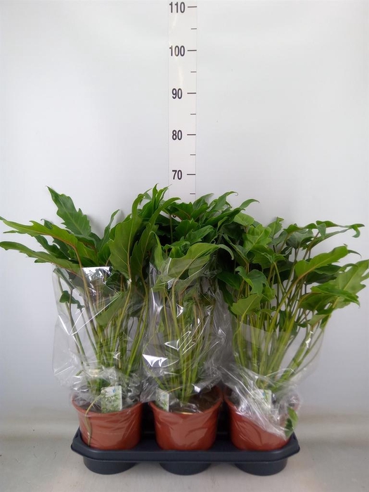 <h4>Philodendron xanadu</h4>