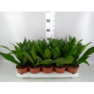 Dracaena frag. 'Green Jewel'