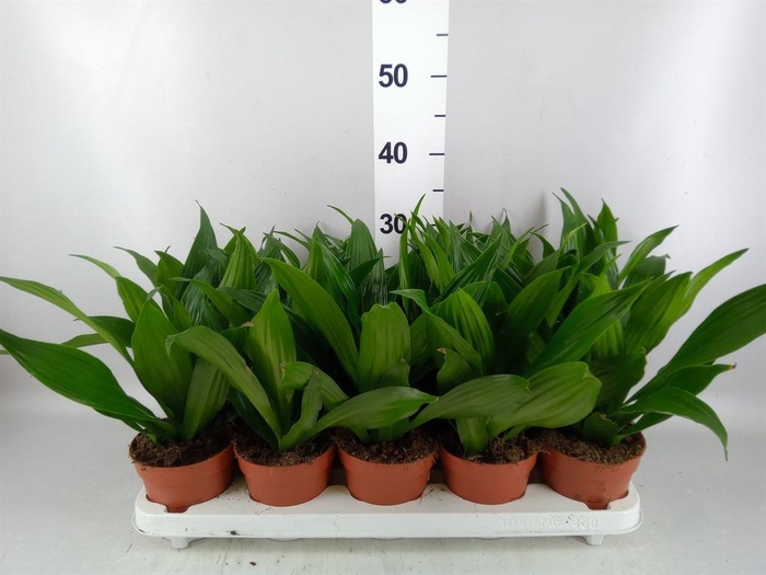 <h4>Dracaena frag. 'Green Jewel'</h4>