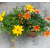 Bidens overig