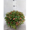 Gaultheria proc.