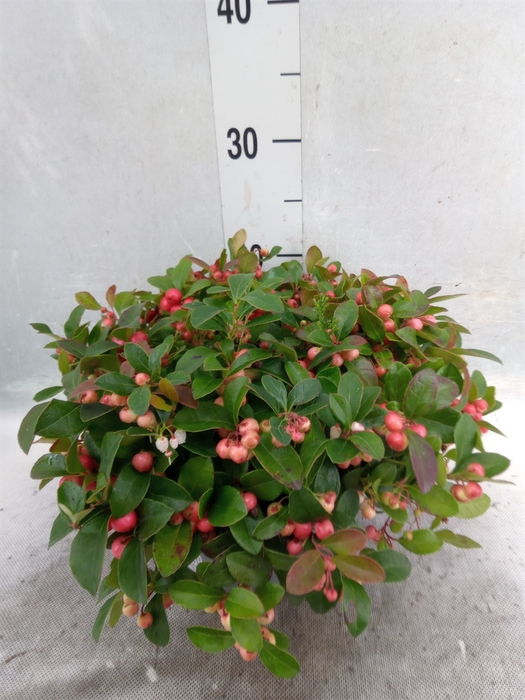 Gaultheria proc.