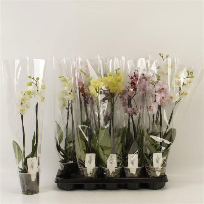 <h4>PHAL GEM 6 KL</h4>