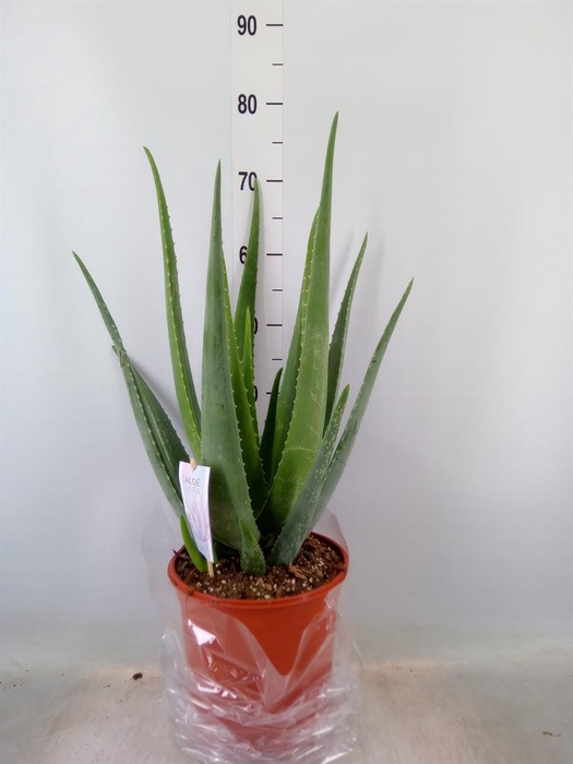 <h4>Aloe vera</h4>