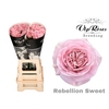 R GR REBELLION SWEET