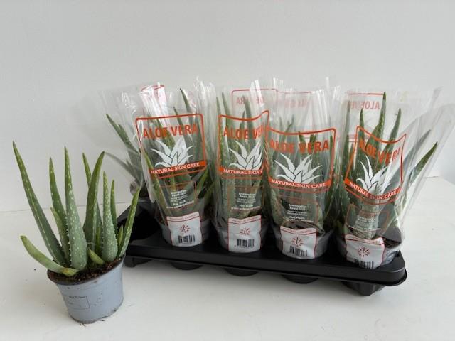 <h4>ALOE VERA</h4>