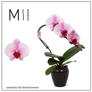 Mimesis Phal. Swan Blush - 1 spike 7cm in Martine Black Ceramic