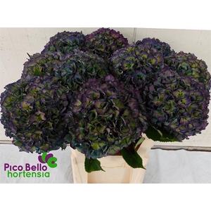 Hydrangea royal parade classic