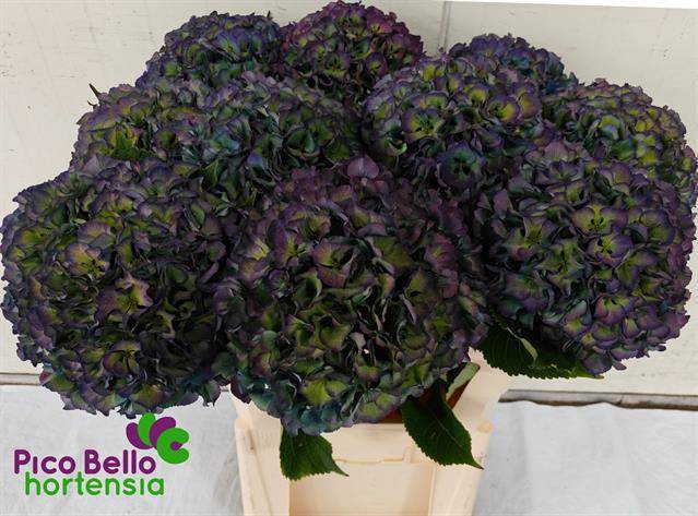 Hydrangea royal parade classic
