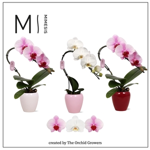 Mimesis Phal. Swan Mix - 1 spike 7cm in Martine Mix Ceramic