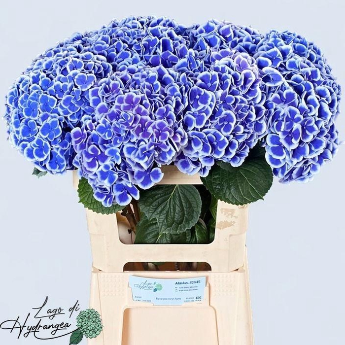 <h4>HYDR M BEAU DALI</h4>