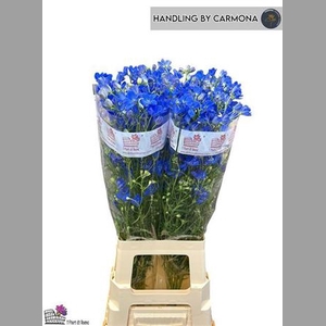 Delph En Fashion Blue