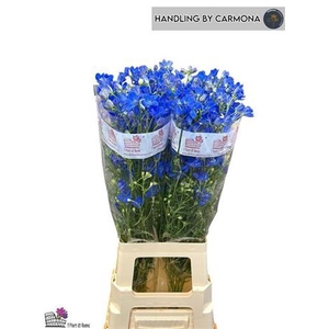 Delph En Fashion Blue