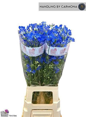 <h4>Delph En Fashion Blue</h4>