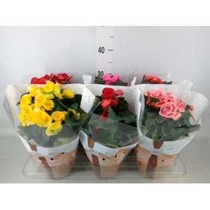 Begonia elat. DU   ...mix
