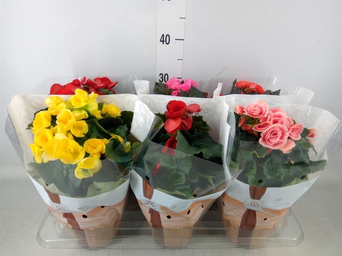 <h4>Begonia elat. DU   ...mix</h4>