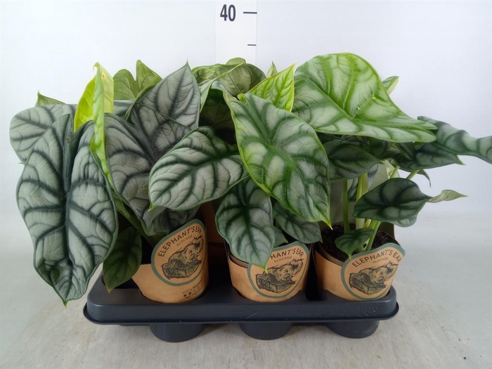 <h4>Alocasia ...</h4>