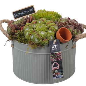 PTS7350 Arrangement Sempervivum in metalen pot