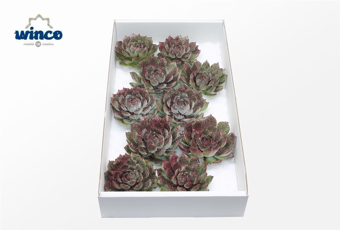 <h4>Echeveria Lindsyana Glitter Bordeaux Cutflower Win</h4>