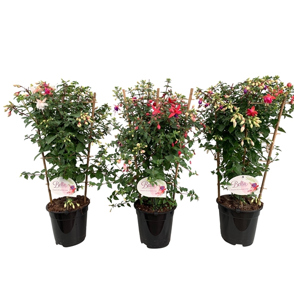 <h4>Fuchsia SALOU in rek, 2 soorten</h4>