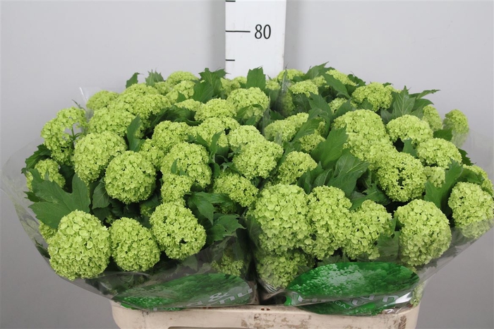 <h4>Viburnum Roseum St 4 Bal</h4>