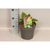 vaste planten 19 cm  Hosta Purple Heart afd.1