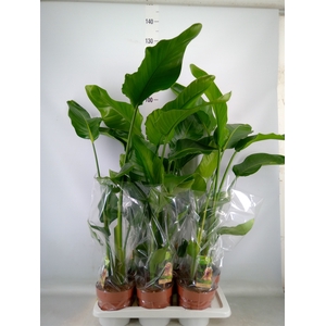 Strelitzia nicolai